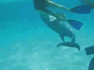 游泳與激烈的海豚
